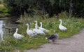 Feathers landscape park stream tree pond beak animals swan wild duck green grass wildlife bird nature water birds animal goose la Royalty Free Stock Photo