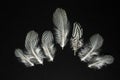 Feathers of Lophura nycthemera Silver pheasant on black Royalty Free Stock Photo