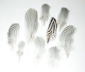 Feathers of Lophura nycthemera Silver pheasant Royalty Free Stock Photo