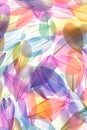 Feathers multicolored background in pastel colors. Feathers set pattern. Natural pastel feathers set in muted colors