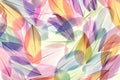 Feathers multicolored background in pastel colors. Feathers set pattern. Natural pastel feathers set in muted colors