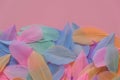 Feathers multicolored in pastel colors on a pink background. Feathers texture. Pink, mint, blue and purple feathers