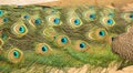 Feathers of the peacock