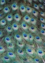 Feathers of a peacock Royalty Free Stock Photo