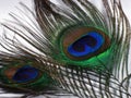 Feathers of a Peacock
