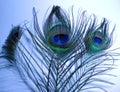 Feathers of Peacock or Peafowl