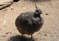 Feathers Puffed Up on a Elegant Crested Tinamou Bird Royalty Free Stock Photo