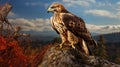 feathers red tail hawk Royalty Free Stock Photo