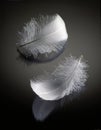 Feathers on reflecting background