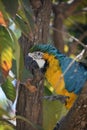 Feathers Ruffled on a Blue and Gold Macaw Royalty Free Stock Photo