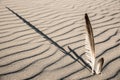 Feathers in the sand