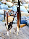 Feathers seagull sunset ocean picked up rocks Royalty Free Stock Photo