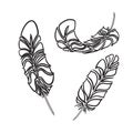 Feathers sketch style. Vector illustration Royalty Free Stock Photo