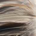 Feathers in soft focus, featuring a mix of light brown and cream Royalty Free Stock Photo
