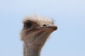 Feathers Sticking Up Around the Eyes of an Ostrich Royalty Free Stock Photo