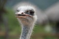 Feathers Sticking Up Around the Face of an Ostrich Royalty Free Stock Photo