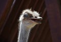 Feathers Sticking Up From the Head of an Ostrich