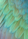 feathers texture