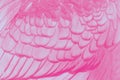 feathers texture closeup in the detail Royalty Free Stock Photo