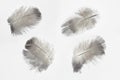 Feathers on a white background