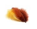 The feathers are yellow and 2 brown bird feather isolated on white background Royalty Free Stock Photo