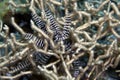 Featherstar in noded branching coral. Royalty Free Stock Photo
