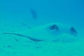 Feathertail stingray Royalty Free Stock Photo