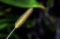 Feathertop Grass flower in summer