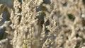 Feathertop grass in the sunlight, bush grass in the wind closeup