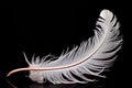 feathery a birds feather with intricate patterns where the centr Royalty Free Stock Photo