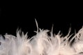 Feathery border Royalty Free Stock Photo