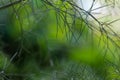 Fennel 2017_0615_1021_2256