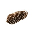 Bird's feather. Feathered brown bird's feather with spots.The feather of a bird. Image of a wild bird's feather.