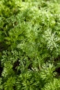 Feathery carrot tops in the garden. Royalty Free Stock Photo