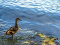 Feathery duck is stepping into the water against a rising tide Royalty Free Stock Photo