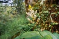 Feathery false lily of the valley Maianthemum racemosum blooming in a forest in San Francisco bay area, California