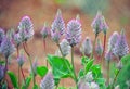 Feathery flower heads of Pink Mulla Mulla, Ptilotus