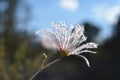 Feathery flower