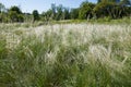 Feathery flowering spikes of Stipa in spring Royalty Free Stock Photo