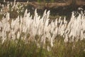 Feathery grass.