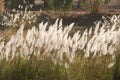 Feathery grass.