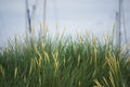 Feathery inflorescences on flowering grass Royalty Free Stock Photo