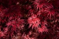 Feathery marginated leaves on a colorful red Japanese maple