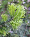 Feathery Pale Green Needles against Blurred Gray Green Background