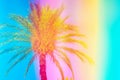 Feathery palm tree on sky background toned in vibrant saturated rainbow neon pastel colors. Surrealistic funky style. Tropical Royalty Free Stock Photo