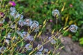 Feathery pappus and overblown flowers of Cirsium arvense also called creeping thistle Royalty Free Stock Photo