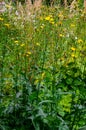 Feathery pappus and overblown flowers of Cirsium arvense also called creeping thistle Royalty Free Stock Photo