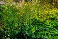 Feathery pappus and overblown flowers of Cirsium arvense also called creeping thistle Royalty Free Stock Photo