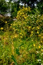 Feathery pappus and overblown flowers of Cirsium arvense also called creeping thistle Royalty Free Stock Photo