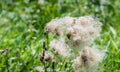 Feathery pappus and overblown flowers of Creeping Royalty Free Stock Photo